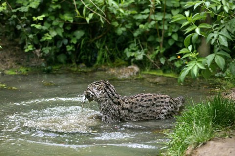 Fishing Cat (prionailurus viverrinus), Adult standing in Water, Fishing, with Fish in Mouth