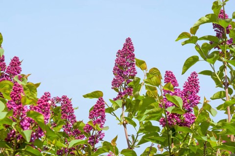 tree with violet (Syringa vulgaris) flowers in the summer
