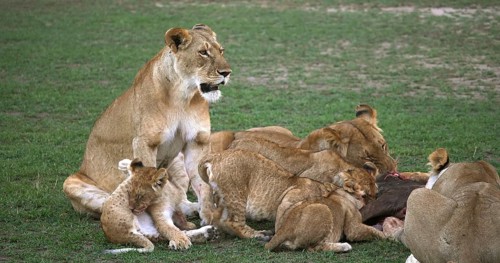 African Lion (panthera leo), Group with a Kill, a Wildebest, Masai Mara Park in Kenya