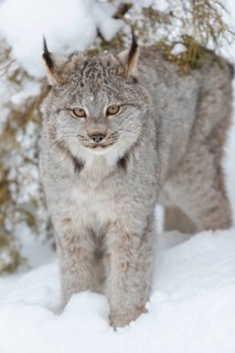 A bobcat hunts for prey in a snowy forest habitat