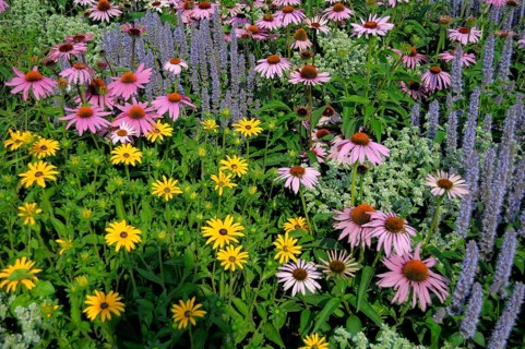 Perennial flowers in the garden, purple cone flower (Echinacea purpurea)