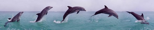Bottlenose Dolphin (tursiops truncatus), Adult Leaping, Movement Sequence, Honduras, Central