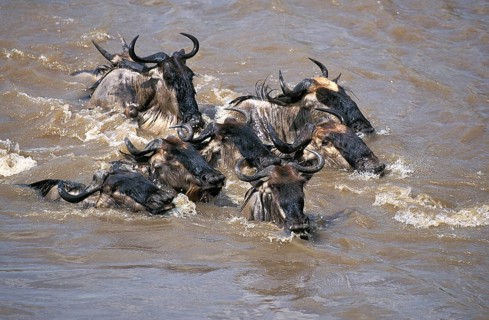 Blue Wildebeest (connochaetes taurinus), Group crossing Mara River during Migration, Masai Mara