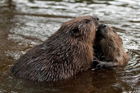 European beaver (Castor fiber), Rosenheim, Bavaria, Germany, Europe