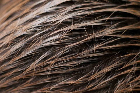 European beaver (Castor fiber), fur, hair, Rosenheim, Bavaria, Germany, Europe