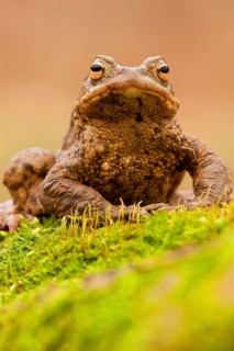 Common toad (Bufo bufo) Rhineland-Palatinate, Germany, Europe