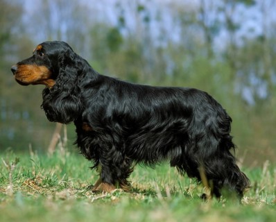 English Cocker Spaniel on grass, black-brown