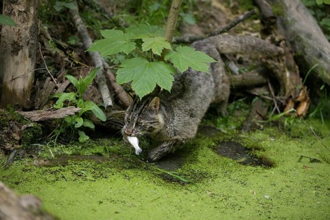 Leopard cat (prionailurus bengalensis), adult fishing, fishing