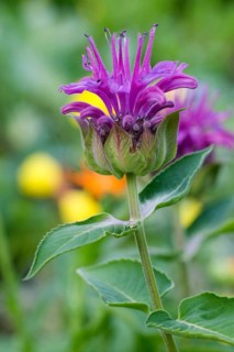 Beebalm (Monarda hybrid)