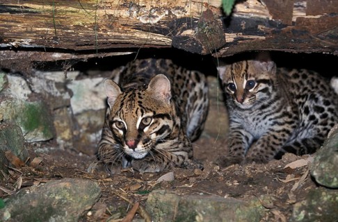 Ocelot (leopardus pardalis), Female with Cub