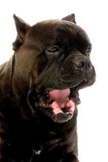 Cane Corso, a Dog Breed from Italy, Portrait of Adult Yawning against White Background