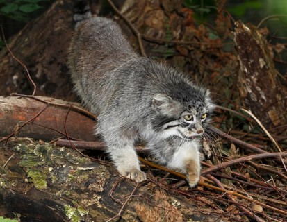 Manul or Pallas's Cat (otocolobus manul), Adult standing on Stump