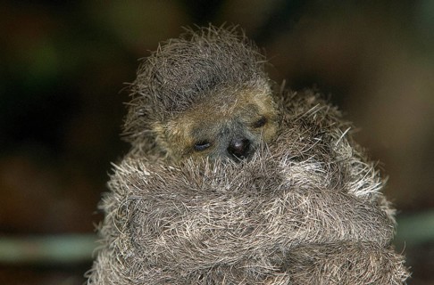 MANED THREE TOED SLOTH (bradypus torquatus), BABY, PANTANAL IN BRAZIL