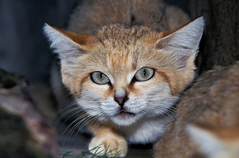 SAND CAT (felis margarita), PORTRAIT OF ADULT