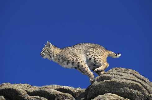 Bobcat (lynx rufus), Adult leaping from Rocks, Canada, North America