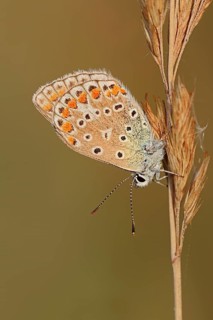 Common Blue, female, North Rhine-Westphalia, Germany (Polyommatus icarus)