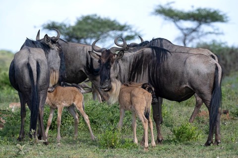 Wildebeest (Connochaetes), cows with calves, Ndutu Conservation Area, Tanzania, Africa