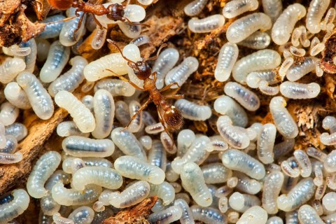 Red knotted ants, worker, larvae (Myrmica rubra), Germany, Europe