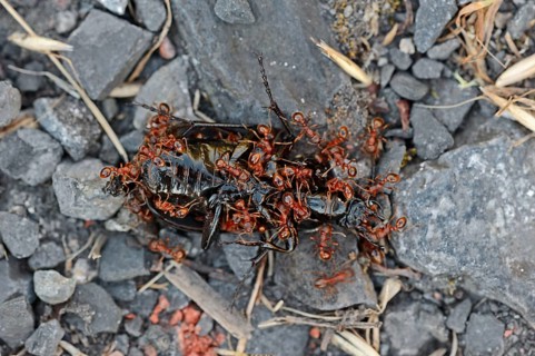 Common Elbowed Red Anst eating dead beetle, North Rhine-Westphalia, Germany (Myrmica scabrinodis)