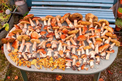 King bolete (Boletus edulis), Chanterelle (Cantharellus cibarius) picking mushrooms, on table,