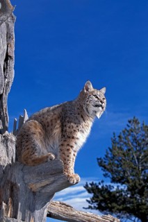 Bobcat (lynx rufus), Adult in Tree against Blue Sky, Canada, North America