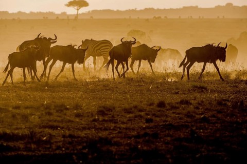 Adult, adventure, africa, african, animal, area, blue, botswana, bush, chobe, conservation,