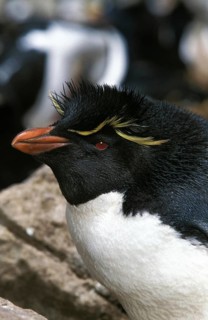 Rockhopper Penguin (eudyptes chrysocome), Portrait of Adult, Antarctica