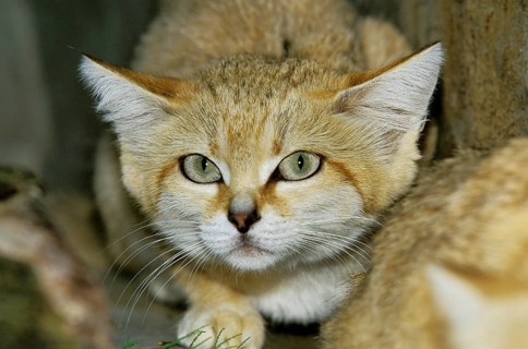 Sand Cat (felis margarita), Head of Adult