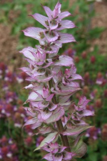 Pink flowering muscatel sage, garden background
