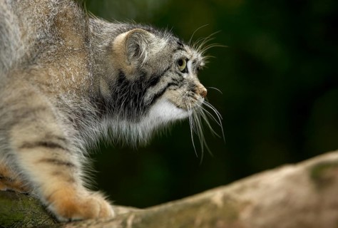 Pallas's cat (otocolobus manul) or Pallas' cat, adult on branch
