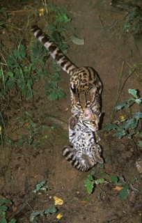 Margay (leopardus wiedii), mother with cubs