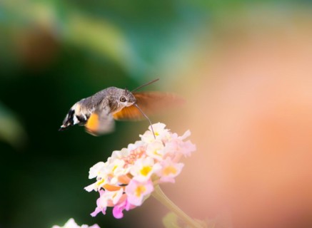 Closeup of a Hummingbird hawk-moth hovering over a lantana flower