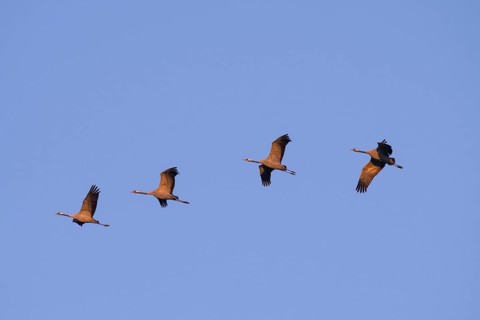 Four Common cranes (Grus grus) in flight in the morning light, Fischland-Darß-Zingst,