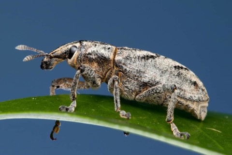 Sluggish weevil (Cleonus piger), Germany, Europe