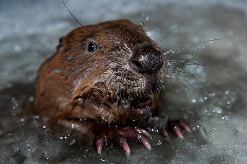 European beaver (Castor fiber), Rosenheim, Bavaria, Germany, Europe