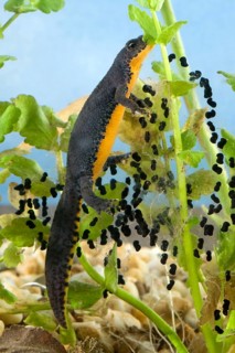 Alpine newt (Triturus alpestris), female