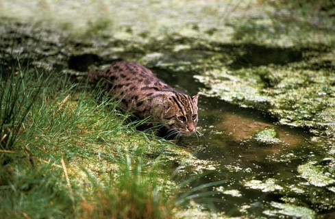 Fishing Cat (prionailurus viverrinus), Adult in Water