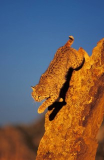 BOBCAT (lynx rufus), ERWACHSENER SPRINGT VOM FELSEN, KANADA