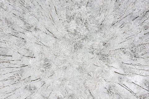 Snowy Forest Harz Selketal