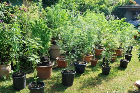 Hemp plants (cannabis) withTHC (tetrahydrocanabinol) and legal CDB (cannabidiol), used for medical
