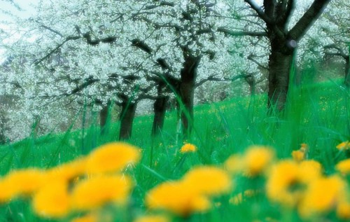 Cherry trees. flowering, Baden-Württemberg, Germany, flowering cherry trees, deciduous tree,
