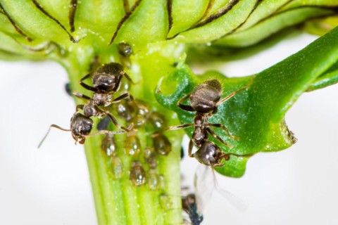 Lice and Ants on the stem of a flower