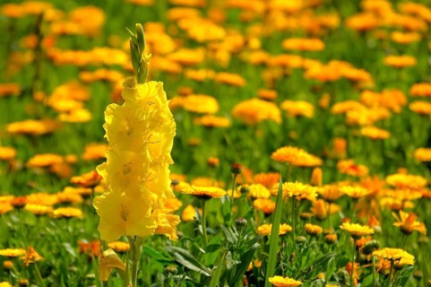 Gladiolus in marigold field, marigolds (Calendula officinalis), gladiolus sword lily (Gladiolus)