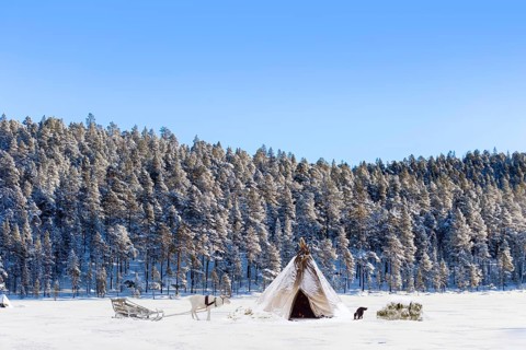 Tent with reindeer and dog in snowy Ivalo, Finland, Europe