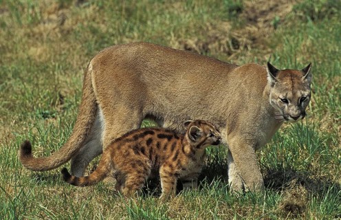 Cougar (puma concolor), Adult and young