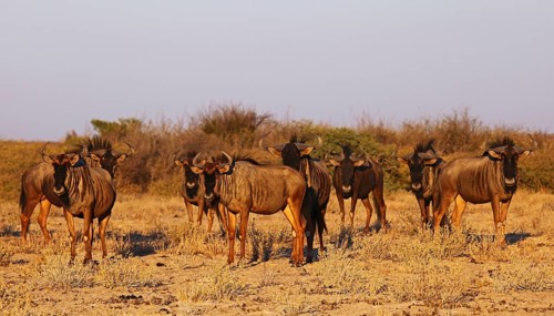 Blue wildebeests (Connochaetes taurinus) in morning light, Central Kalahari, Botswana, Botswana,