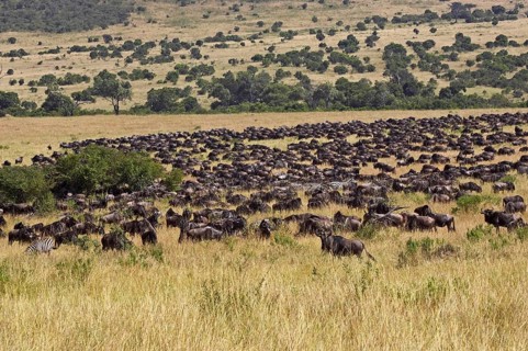 Blue Wildebeest (connochaetes taurinus), Herd Migrating, Masai Mara Park in Kenya