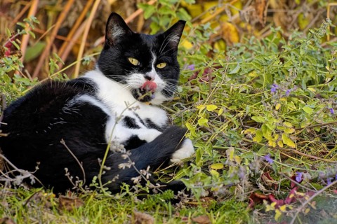 Cat in the catnip
