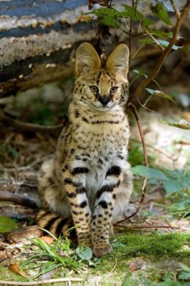Serval (leptailurus serval)
