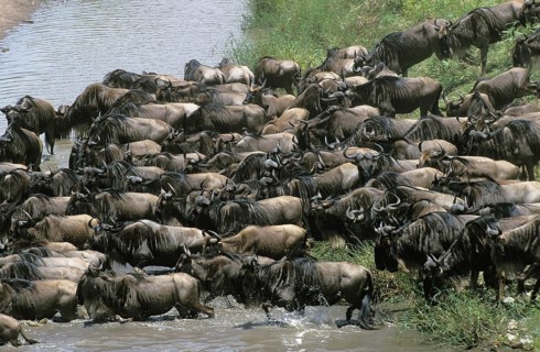 Blue Wildebeest (connochaetes taurinus), Herd crossing Mara River during Migration, Masai Mara park